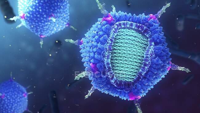 PRD1 bacteriophage, ілюстрації. Молекулярна модель структури PRD1-бактеріофага. Бактеріофаги - це віруси, які інфікують бактерії. — стокове фото