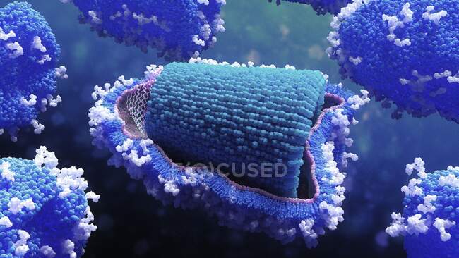 Tollwut-Virus, Illustration. Das Tollwut-Virus gehört zur Familie der Rhabdoviridae. Dieses kugelförmige, umhüllte Virus hat einen Proteinmantel (capsid, blau), der aus spiralförmig angeordneten Untereinheiten besteht, die Kapsomeren genannt werden. — Stockfoto