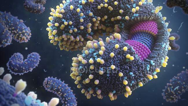 Estructura del torovirus, ilustración. Los torovirus tienen una estructura en forma de rosquilla que consiste en una envoltura exterior (azul oscuro) con proteínas de espiga (amarillo) - foto de stock