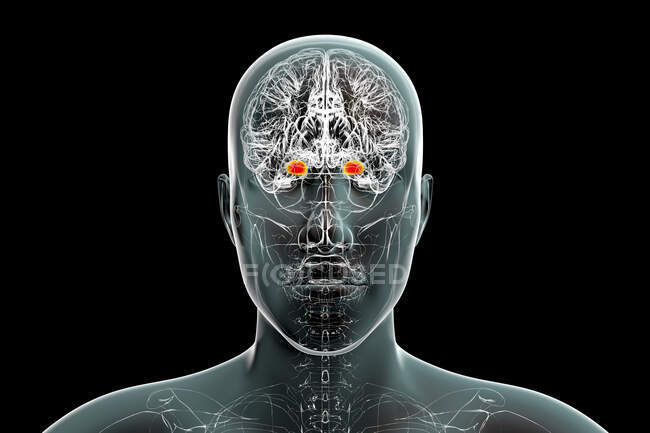 Illustration der Amygdala im Gehirn und eine Nahaufnahme ihrer Neuronen. Die Amygdala (rot) ist Teil des limbischen Systems des Gehirns und spielt eine Schlüsselrolle bei der Verarbeitung von Emotionen. — Stockfoto