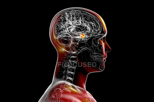 Амигдала головного мозга, иллюстрация. Миндалина (красный) является частью лимбической системы мозга и играет ключевую роль в обработке эмоций. — стоковое фото