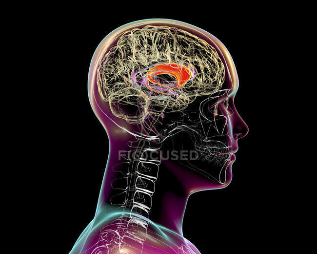 Núcleos caudatales resaltados en el cerebro humano, ilustración. El núcleo caudado es un componente de los ganglios basales, se asocia con procesos motores y desempeña un papel en las enfermedades de Huntington y Parkinson.. - foto de stock