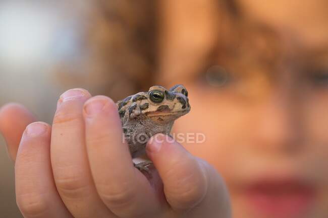 Мальчик держит в руке болотную лягушку (Pelophylax ridibundus, ранее Rana ridibunda). Фотография сделана в природном заповеднике Эйн-Афек, Израиль. — стоковое фото