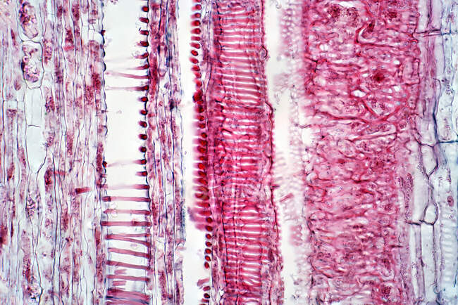 Micrografía ligera de una sección longitudinal del tejido vascular vegetal. - foto de stock