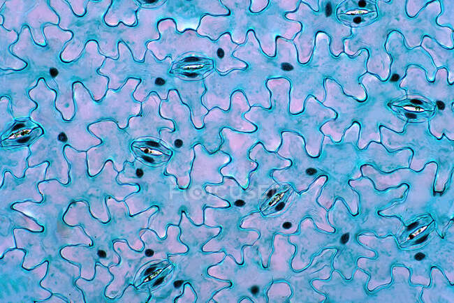 Epidermide fogliare, micrografo leggero. epidermide fogliare ha piccoli pori, chiamati stomi, che si aprono per lo scambio di gas fotosintetico e traspirazione. — Foto stock