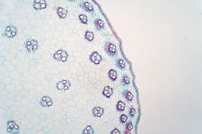 Light micrograph of a cross sections of monocot stem. — Stock Photo