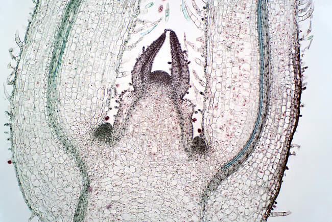 Легкий мікрограф знімальної меристеми. Це тканина більшості рослин, що містить недиференційовані клітини. Меристатичні клітини приводять до виникнення різних органів рослини і несуть відповідальність за ріст.. — стокове фото