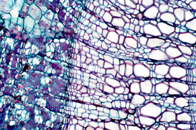 Micrografía ligera de una sección transversal de xilema. El xilema es un tipo de tejido en plantas vasculares que transporta agua y algunos nutrientes.. - foto de stock