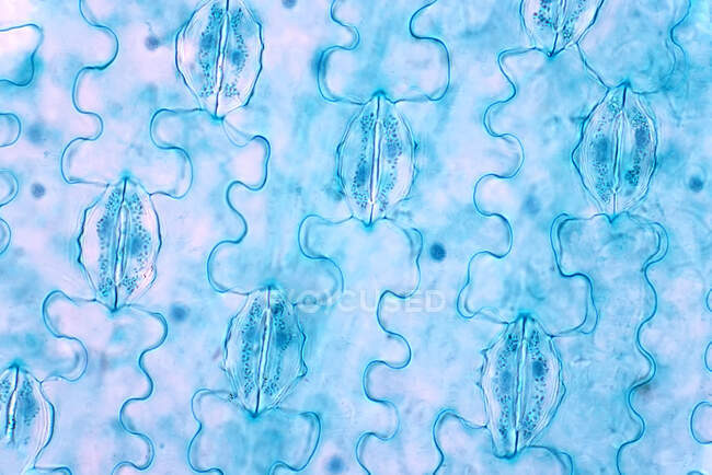 Blatt-Epidermis, leichte Mikrographie. Die Blattepidermis unter dem Lichtmikroskop hat kleine Poren, sogenannte Stomaten, die sich für Photosynthesegasaustausch und Transpiration öffnen.. — Stockfoto