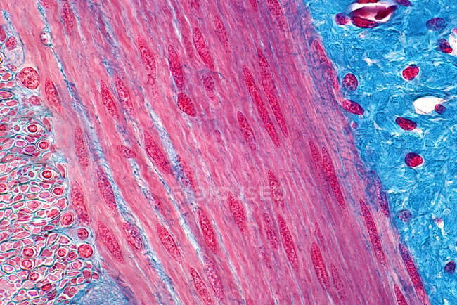 Músculo liso humano, micrografia de luz. Mancha de hematoxilina e eosina. — Fotografia de Stock