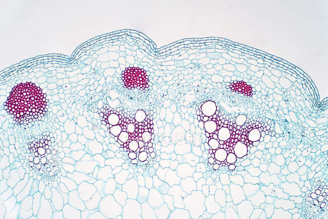 Micrografo leggero del fusto delle piante Dicot che mostra il tessuto vascolare delle piante. — Foto stock