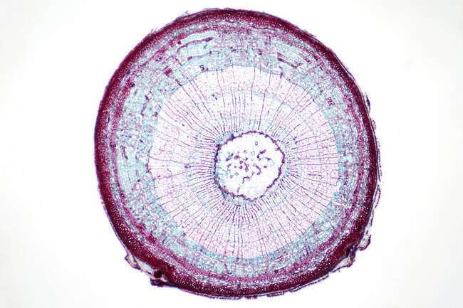 Micrografía ligera de una sección transversal del tallo de la planta. Tinción de hematoxilina y eosina. - foto de stock