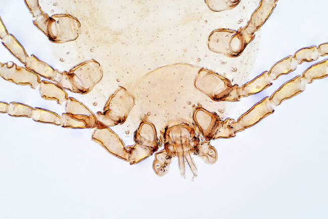 Dust mite, light micrograph — Stock Photo