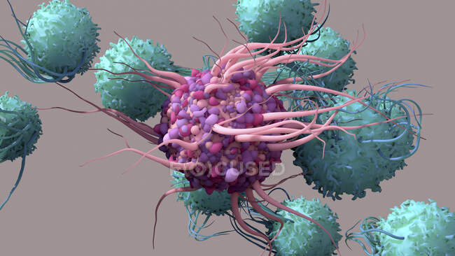 Ілюстрація дендричної клітини (центр, фіолетовий), що активує Т-клітини (тіл). Дендритні клітини розпізнають віруси і надають інформацію про свої антигени Т-клітинам. — стокове фото