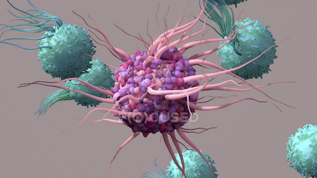 Иллюстрация дендритной клетки (центральной, фиолетовой), активирующей Т-клетки (бирюзовые). Дендритные клетки распознают вирусы и представляют информацию о своих антигенах Т-клеткам — стоковое фото