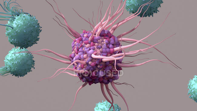 Ilustração de uma célula dendrítica (centro, púrpura) ativando células T (teal). Células dendríticas reconhecem vírus e apresentam informações sobre seus antígenos às células T — Fotografia de Stock