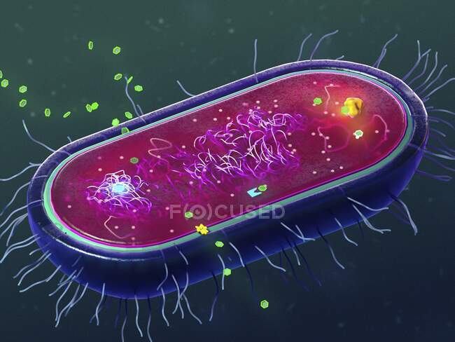 Ilustración de varios de los mecanismos de resistencia a los antibióticos de bacterias - foto de stock