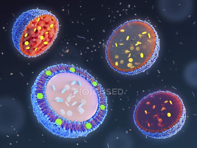 Illustration montrant différents types de nanoparticules à base de lipides pour l'administration de médicaments : porteur de lipides nanostructuré (NLC) (en haut à gauche), émulsion (en haut à droite), liposome (en bas à gauche) et nanoparticule de lipides solides (SLN) (en bas à droite)). — Photo de stock