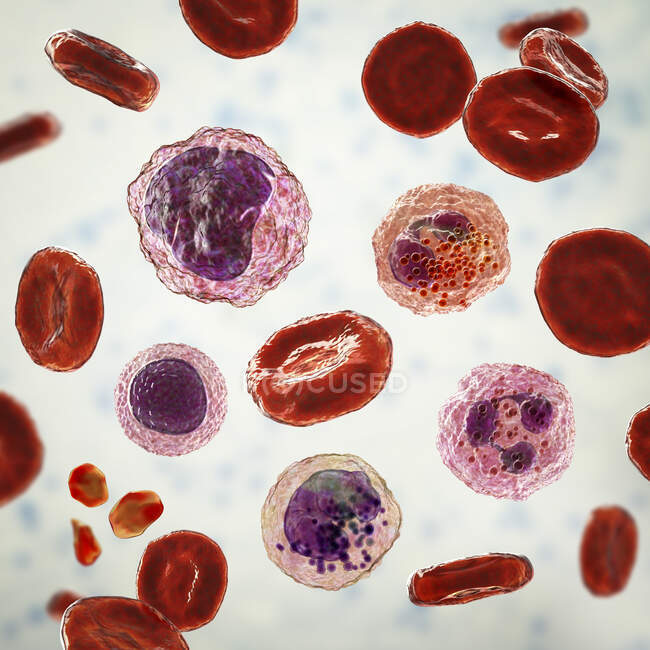 Illustration montrant différents types de cellules sanguines, érythrocytes, neutrophiles, monocytes, basophiles, éosinophiles, lymphocytes et plaquettes. — Photo de stock