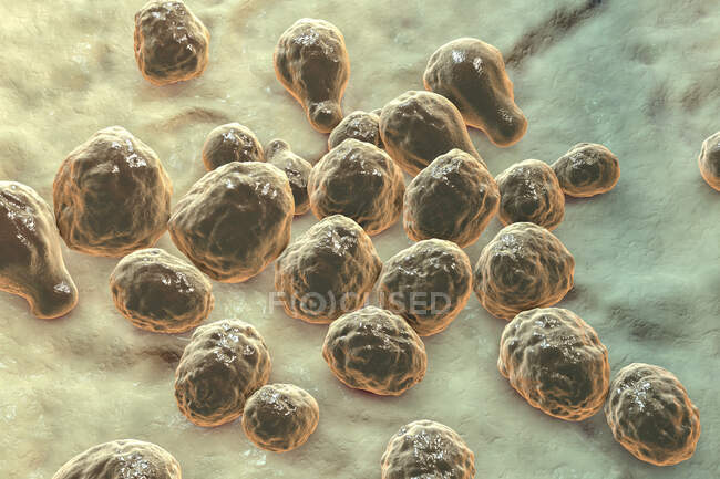 Cryptococcus neoformans champignon, illustration. C. neoformans est un champignon ressemblant à une levure qui se reproduit par bourgeonnement. Une capsule de mucopolysaccharide acide entoure complètement le champignon — Photo de stock