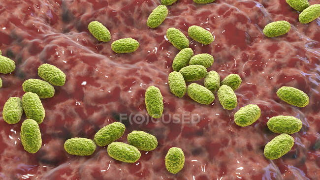 Whooping cough bacterium (Bordetella pertussis), illustration. Эти бациллы в форме стержня вызывают коклюш, известный как коклюш, в основном у младенцев — стоковое фото