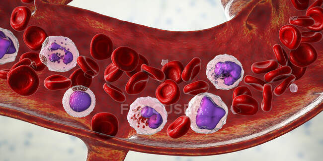 Ilustración que muestra diferentes tipos de células sanguíneas, eritrocitos, neutrófilos, monocitos, basófilos, eosinófilos, linfocitos y plaquetas. - foto de stock