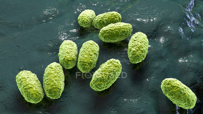 Bacteria de la tos ferina (Bordetella pertussis), ilustración. Estos bacilos gramnegativos en forma de varilla causan tos ferina, conocida como tos ferina, principalmente en lactantes - foto de stock