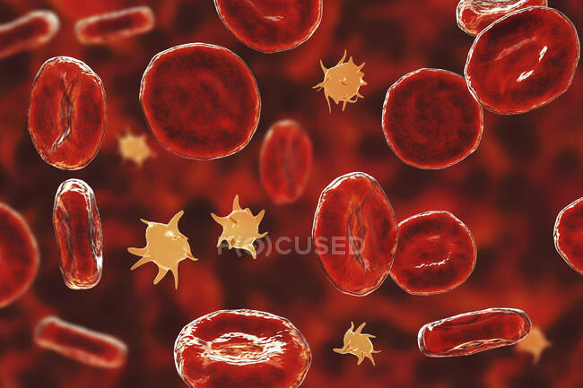 Piastrine attivate in uno striscio di sangue con globuli rossi, illustrazione. — Foto stock