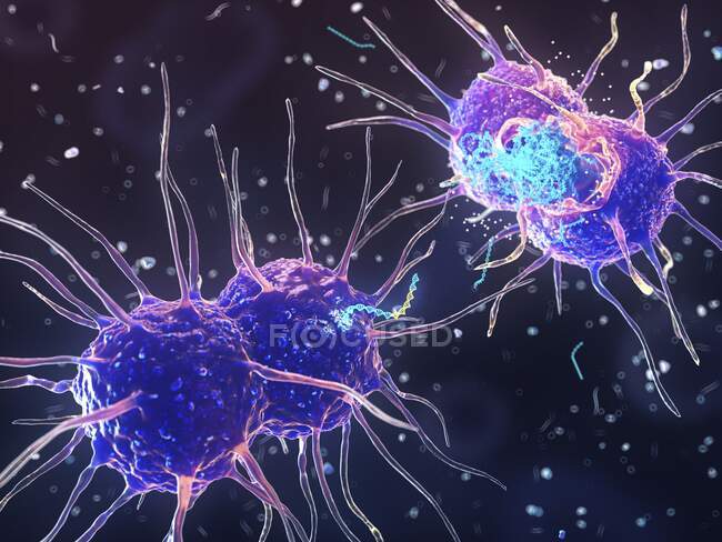 Иллюстрация, показывающая процесс трансформации бактерий. Бактерия Neisseria gonorrhoeae высвобождает хромосомную ДНК (дезоксирибонуклеиновую кислоту, синий центр) с генами устойчивости к антибиотикам (желтый, центральный) в окружающую среду путем лизиса. — стоковое фото