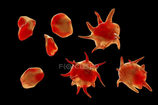 Ilustración de plaquetas (trombocitos) que se han activado (con extensiones) y las que no se activan. Las plaquetas son parte de la sangre. Cuando un vaso sanguíneo está dañado, las plaquetas se activan y secretan sustancias químicas que causan la - foto de stock