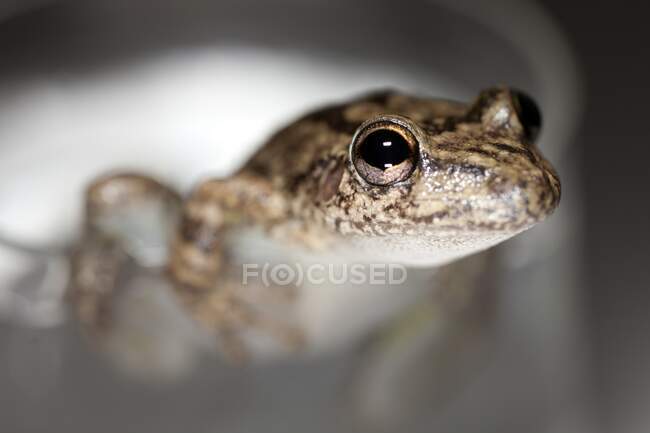 Snouted treefrog (Scinax fuscovarius). Esta especie está muy extendida en el sur, sureste y centro de Brasil, así como en el este de Bolivia, Paraguay, norte de Argentina y norte de Uruguay. - foto de stock