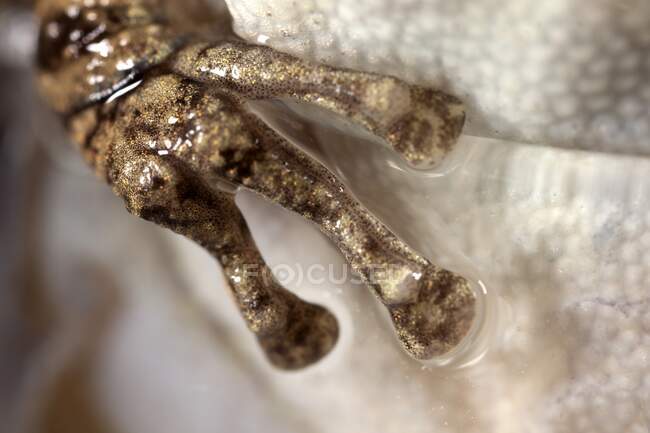 Snouted treefrog (Scinax fuscovarius) eye, close-up. Esta especie está muy extendida en el sur, sureste y centro de Brasil, así como en el este de Bolivia, Paraguay, norte de Argentina y norte de Uruguay. - foto de stock