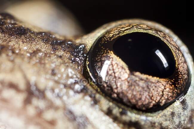Snouted treefrog (Scinax fuscovarius) eye, close-up. This species is widespread in southern, south-eastern and central Brazil as well as in eastern Bolivia, Paraguay, northern Argentina, and northern Uruguay — Stock Photo