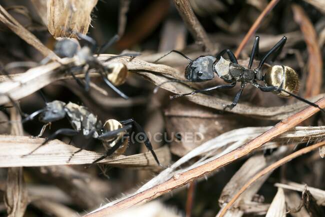 Hormigas carpinteras doradas (Camponotus sericeiventris). Estas son hormigas soldado. Las hormigas carpinteras son hormigas grandes que prefieren la madera muerta y húmeda en la que construir nidos. C. sericeiventris se encuentra en América Central y del Sur, desde México hasta Argentina. - foto de stock