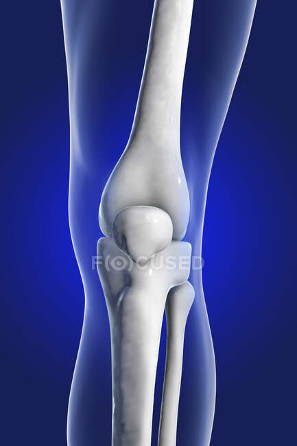 Articulación de rodilla humana, ilustración por computadora. - foto de stock