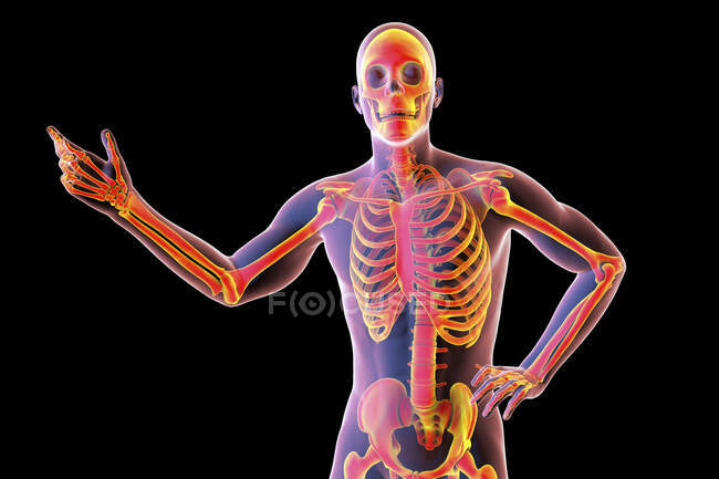 Людське тіло зі скелетом, комп'ютерна ілюстрація . — стокове фото