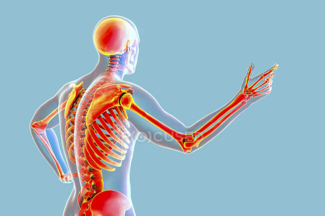 Cuerpo humano con esqueleto, ilustración por ordenador. - foto de stock