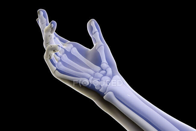 Huesos de manos humanas, ilustración. - foto de stock