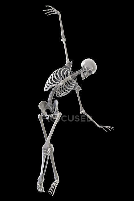 Anatomía de un bailarín, ilustración por computadora. Un esqueleto humano en una pose de ballet mostrando actividad esquelética en el baile de ballet. - foto de stock