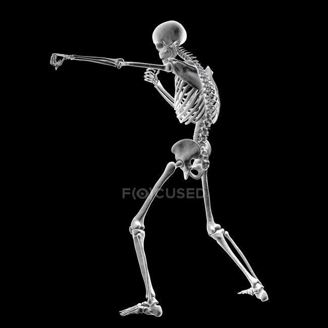 Skeleton boxing, computer illustration. — Stock Photo