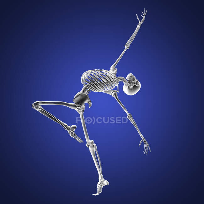 Anatomy of a dancer, computer illustration. A human skeleton in a ballet pose showing skeletal activity in ballet dancing. — Stock Photo