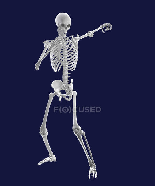 Boxe esqueleto, ilustração do computador. — Fotografia de Stock