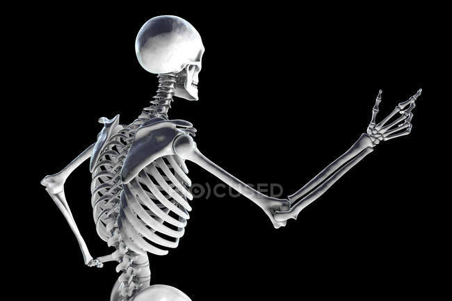 Esqueleto humano, ilustração computacional . — Fotografia de Stock