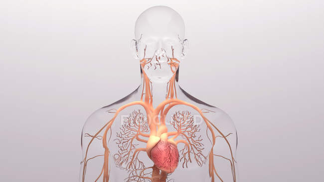 Ilustración del corazón y del sistema circulatorio. - foto de stock