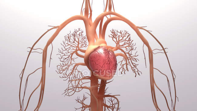 Corazón humano y sistema circulatorio, ilustración. - foto de stock