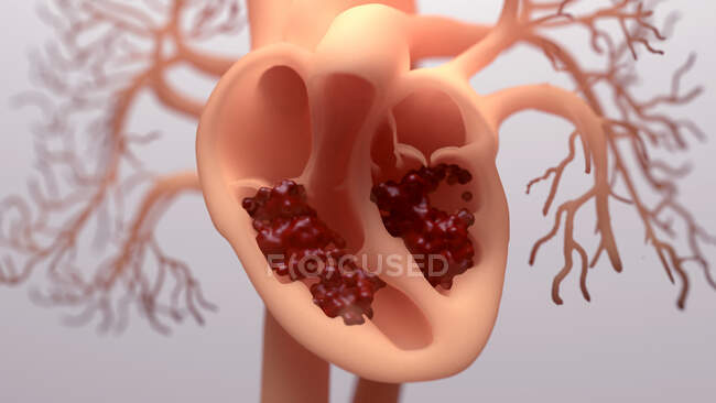 Bombeo de sangre alrededor de un corazón humano, ilustración. - foto de stock