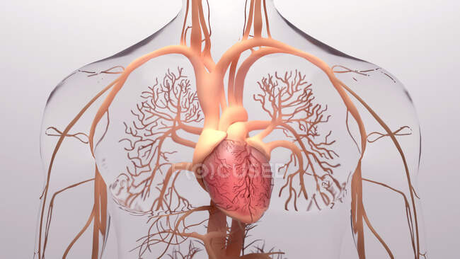 Coração humano e sistema circulatório, ilustração. — Fotografia de Stock