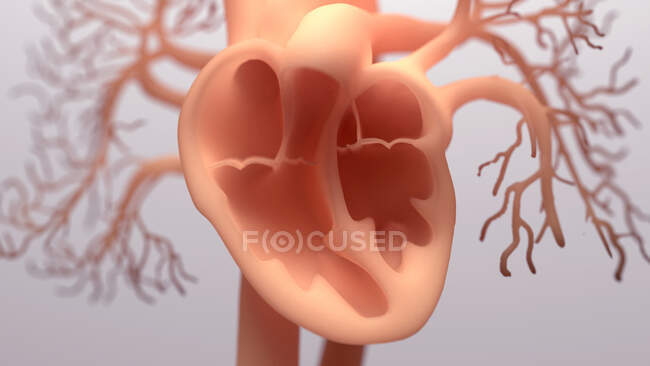 Corazón humano, ilustración por ordenador - foto de stock