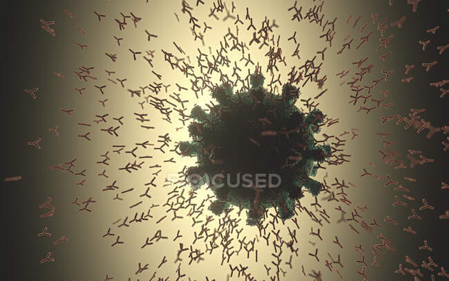Antibodies attacking coronavirus particle, illustration. — Stock Photo