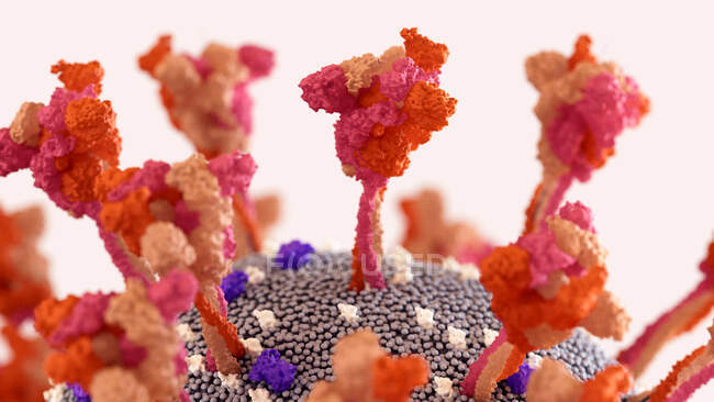 Illustration showing a close-up of coronavirus particle. SARS-CoV-2 is an enveloped RNA (ribonucleic acid) virus. Within the membrane are spike proteins (centre, large red spikes), membrane proteins and envelope proteins. SARS-CoV-2 causes the respir — Stock Photo